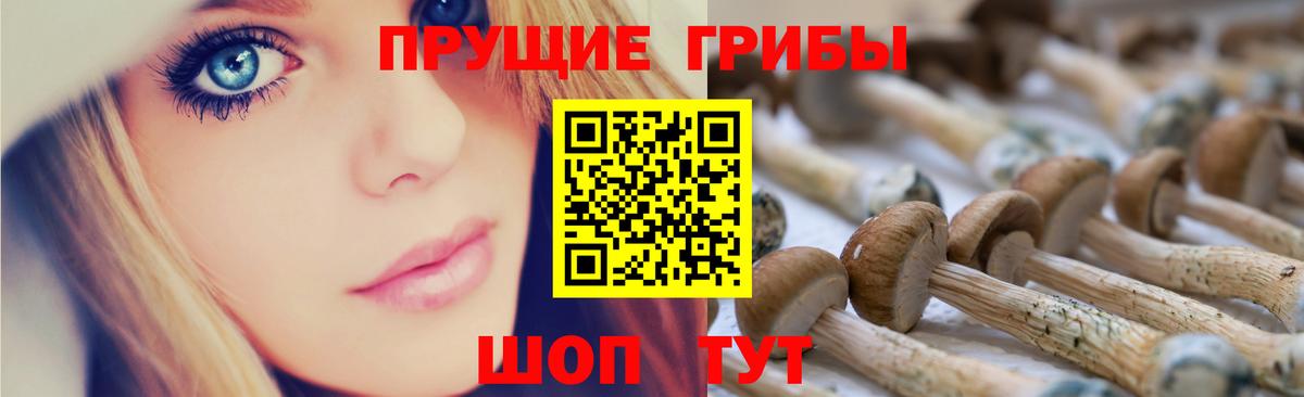 хочу наркоту  Вход с VPN  Псилоцибиновые грибы GOLDEN TEACHER  Жуковский  Псилоцибиновые грибы GOLDEN TEACHER 